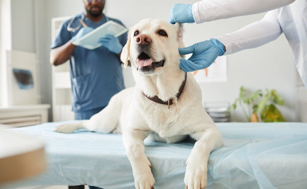 How a Vet Practice Management Software Can Help Your Business