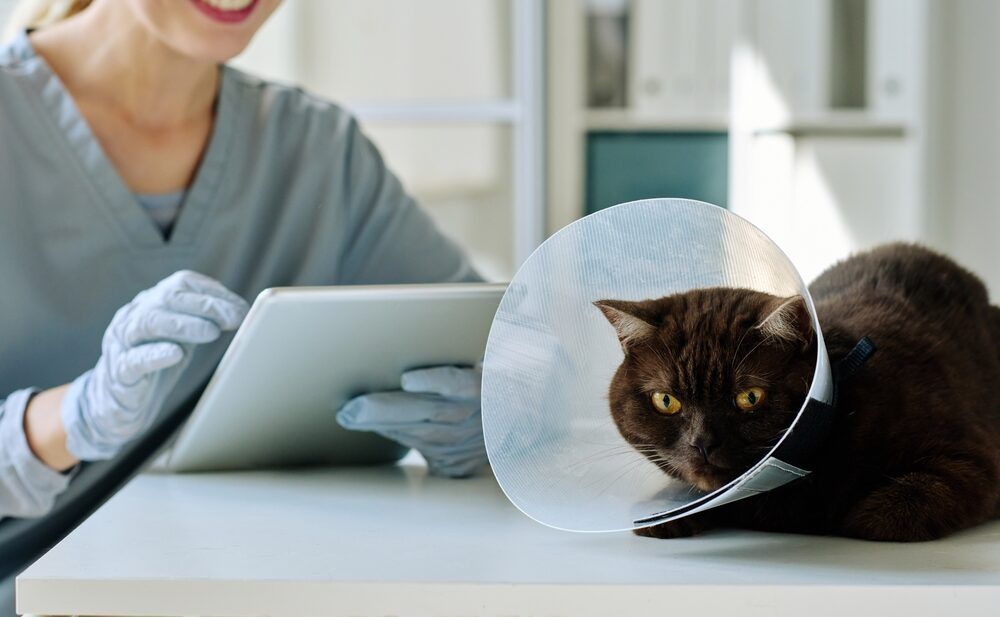 What Computer Software Do Vets Use?