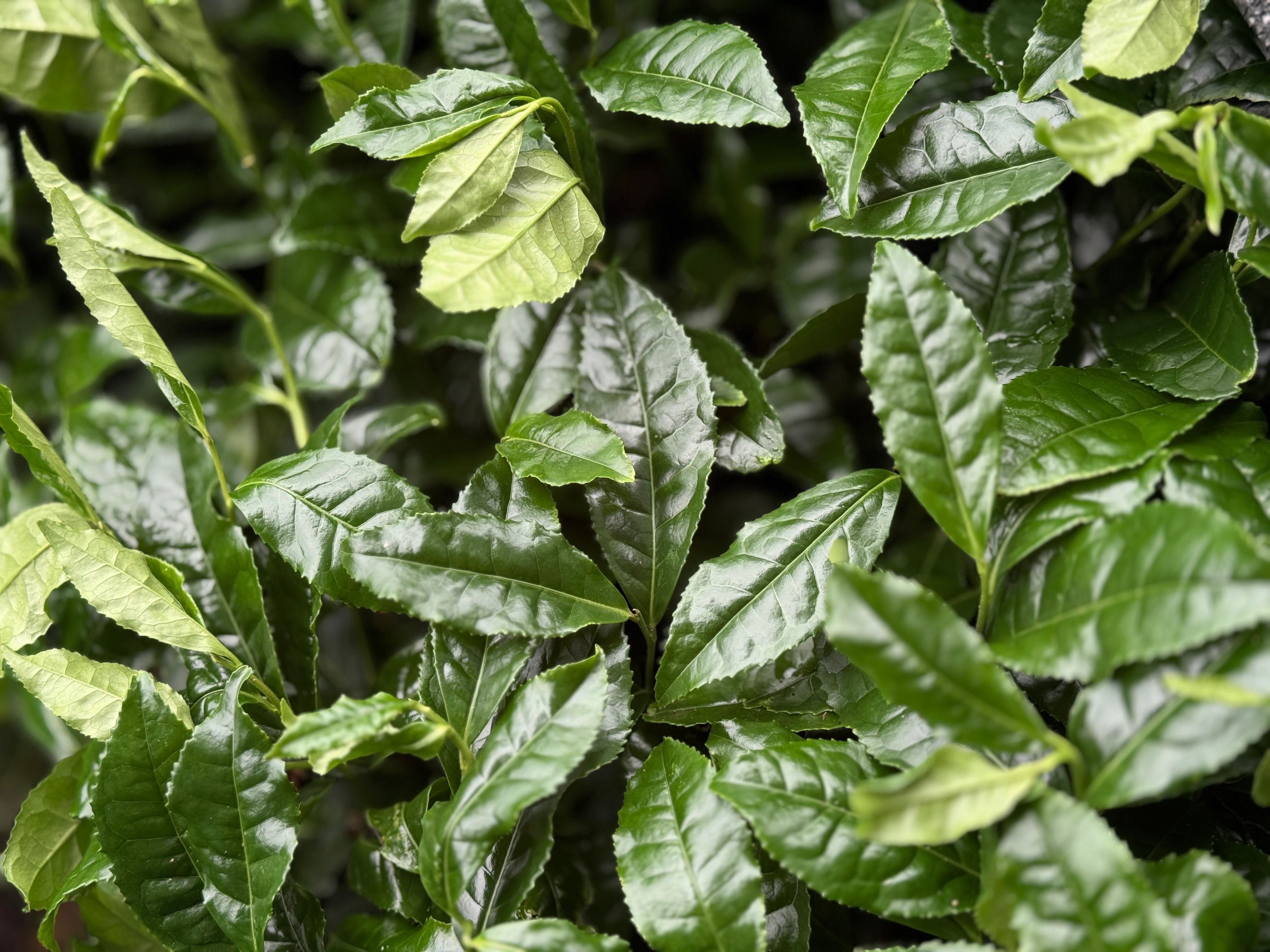 Okumidori tea leaves at Masashi-san’s tea garden (shaded)