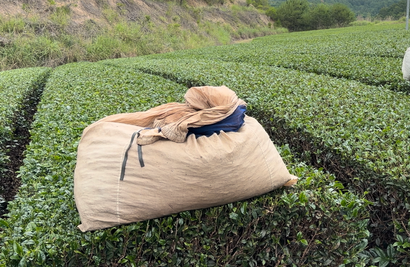 The bag that carries the freshly harvested tea leaves