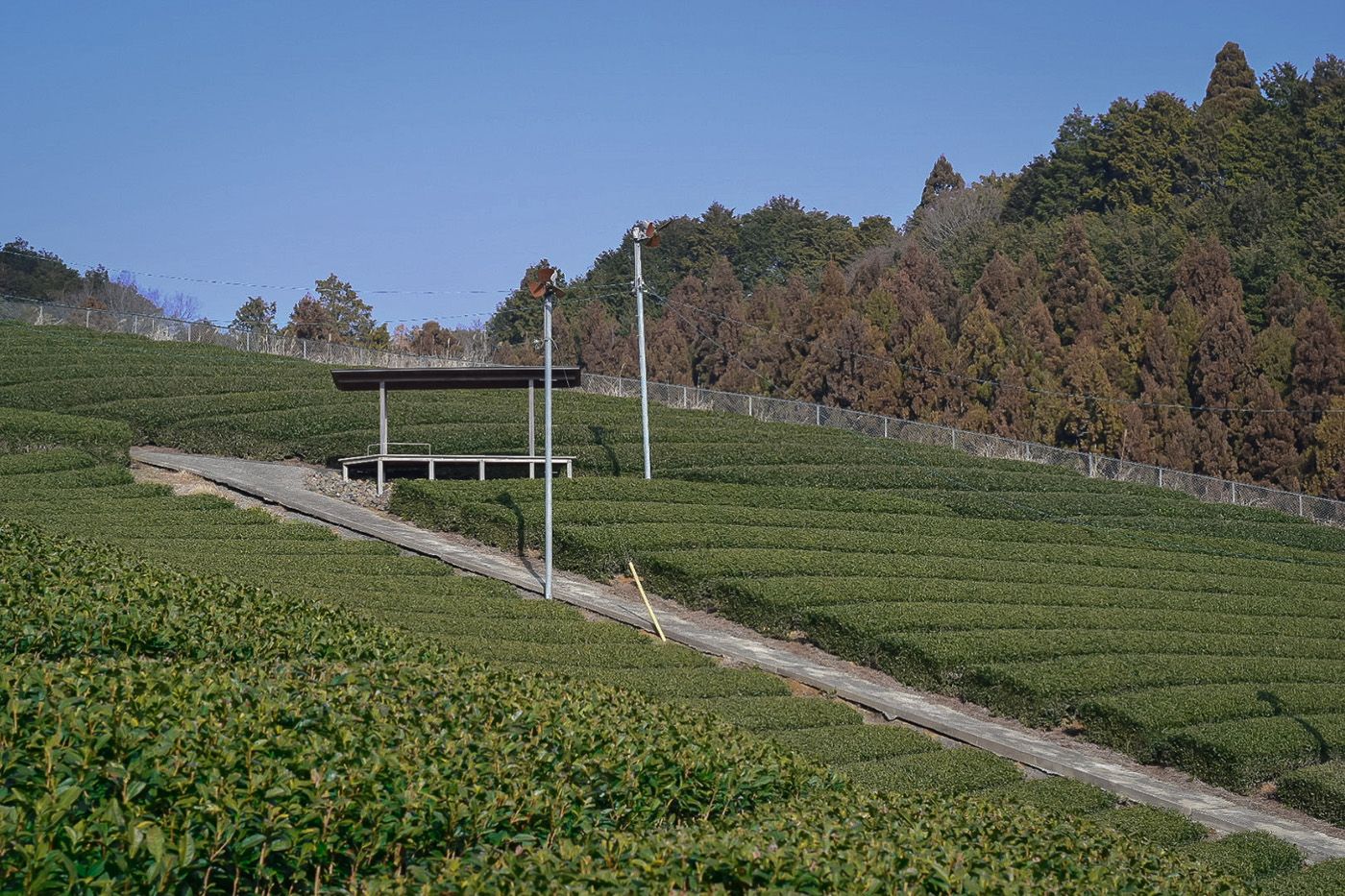 Tea plantation with a small wooden structure and trees in the background