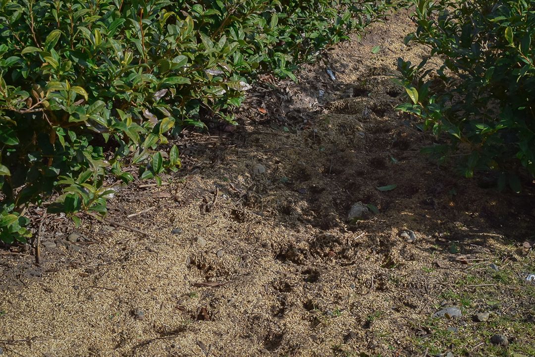 Dirt path between rows of green plants
