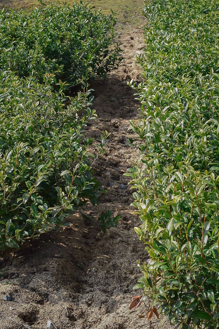 Row of young trees in a field with a dirt path between them