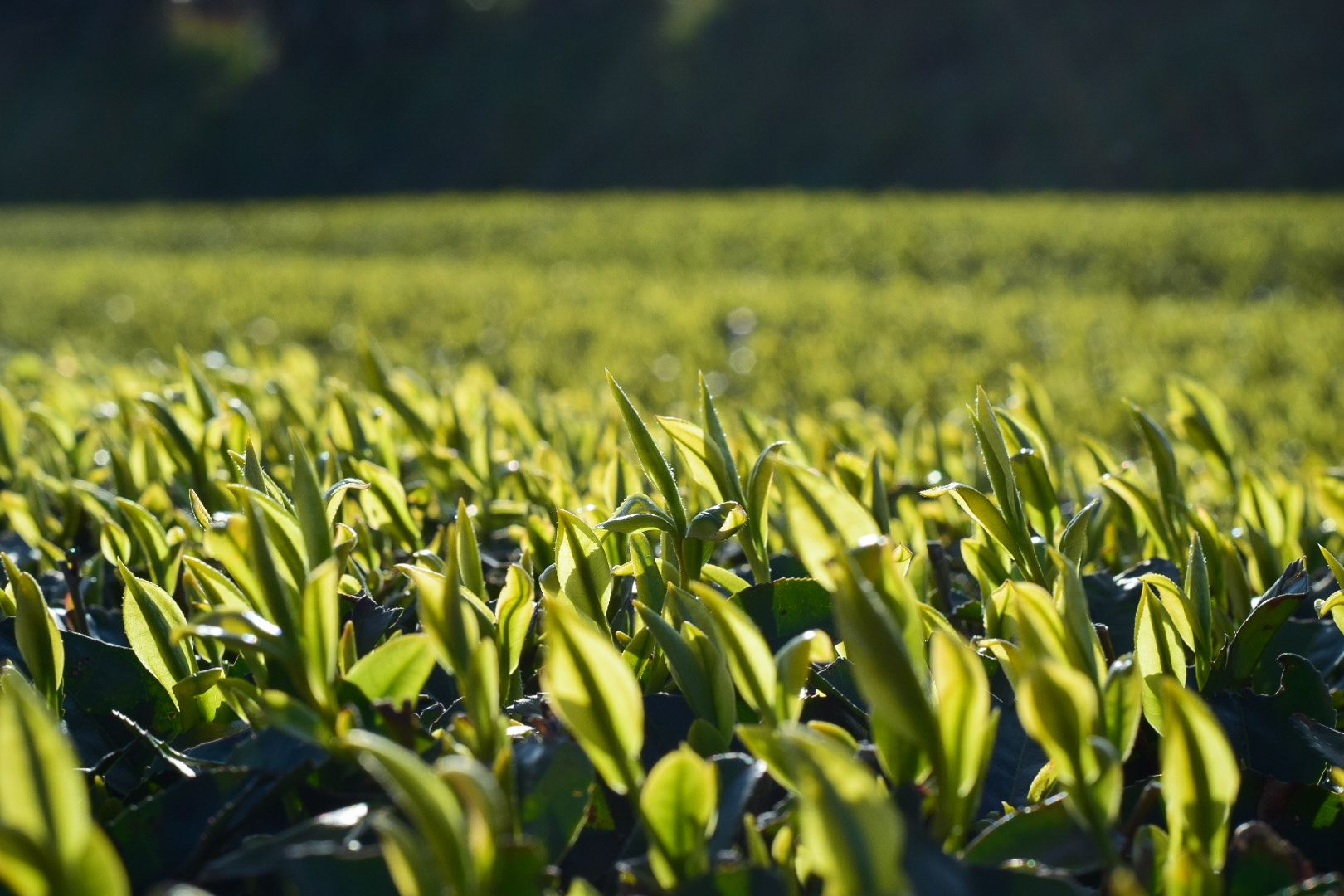 Tea leaves glowing in the golden hour in Kagoshima, Japan