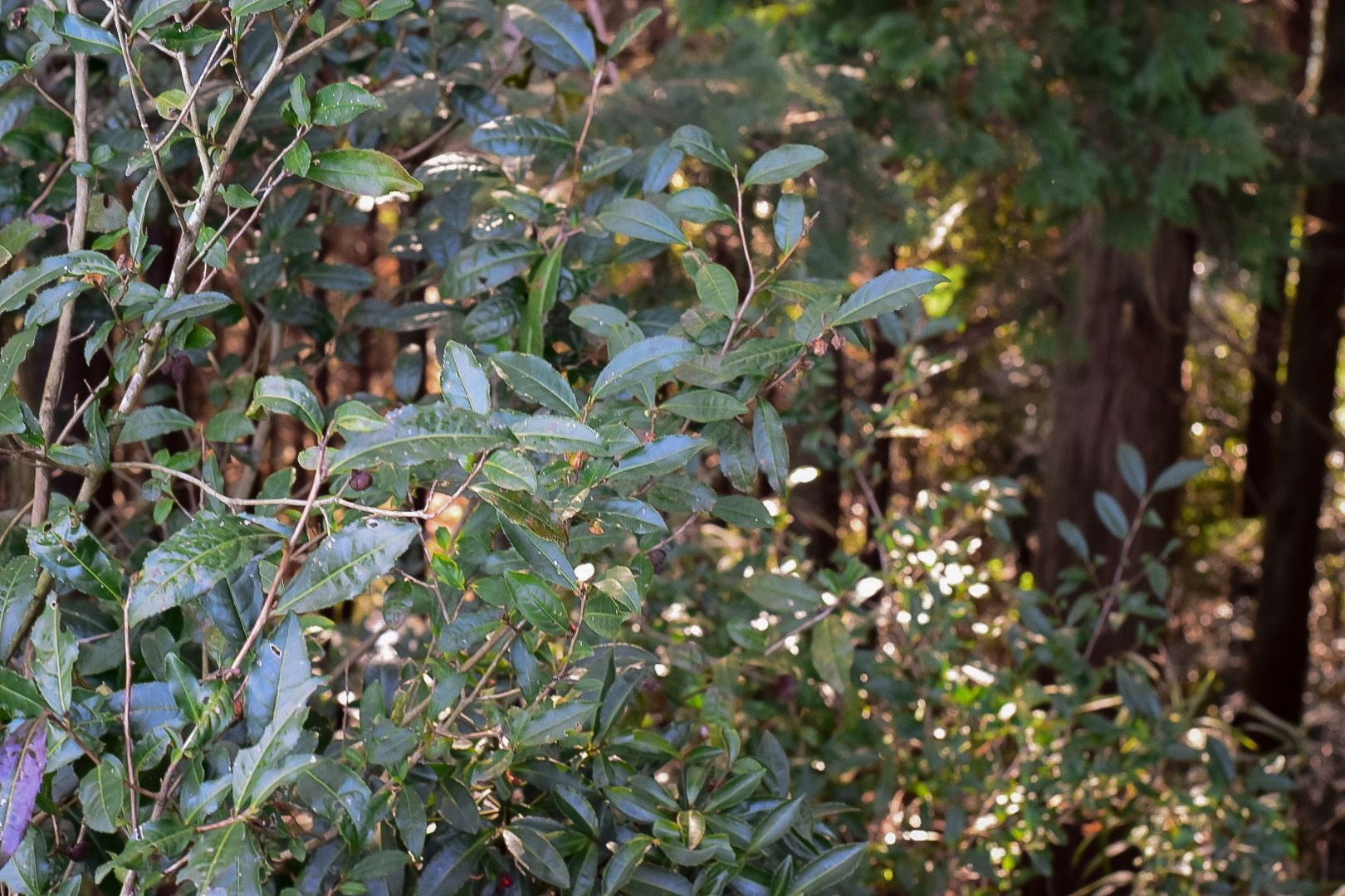Close-up of green leaves on a tree branch with a blurred forest background