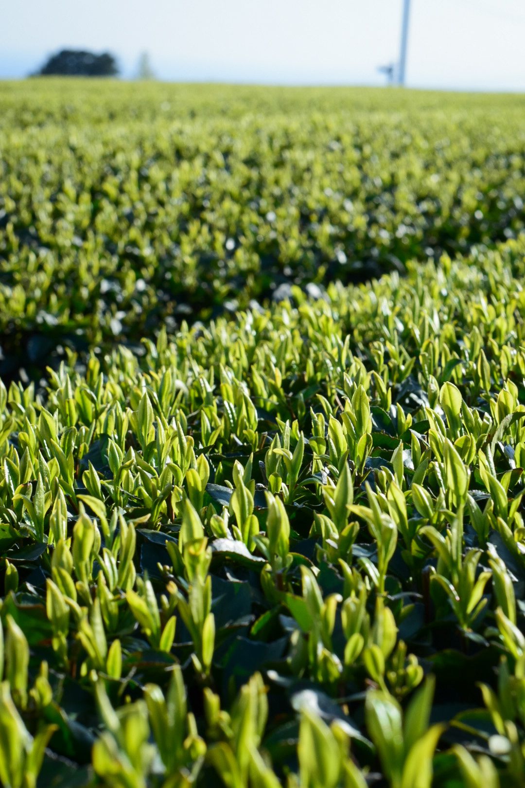 1st flush - new young tea leaves in Kagoshima, Japan