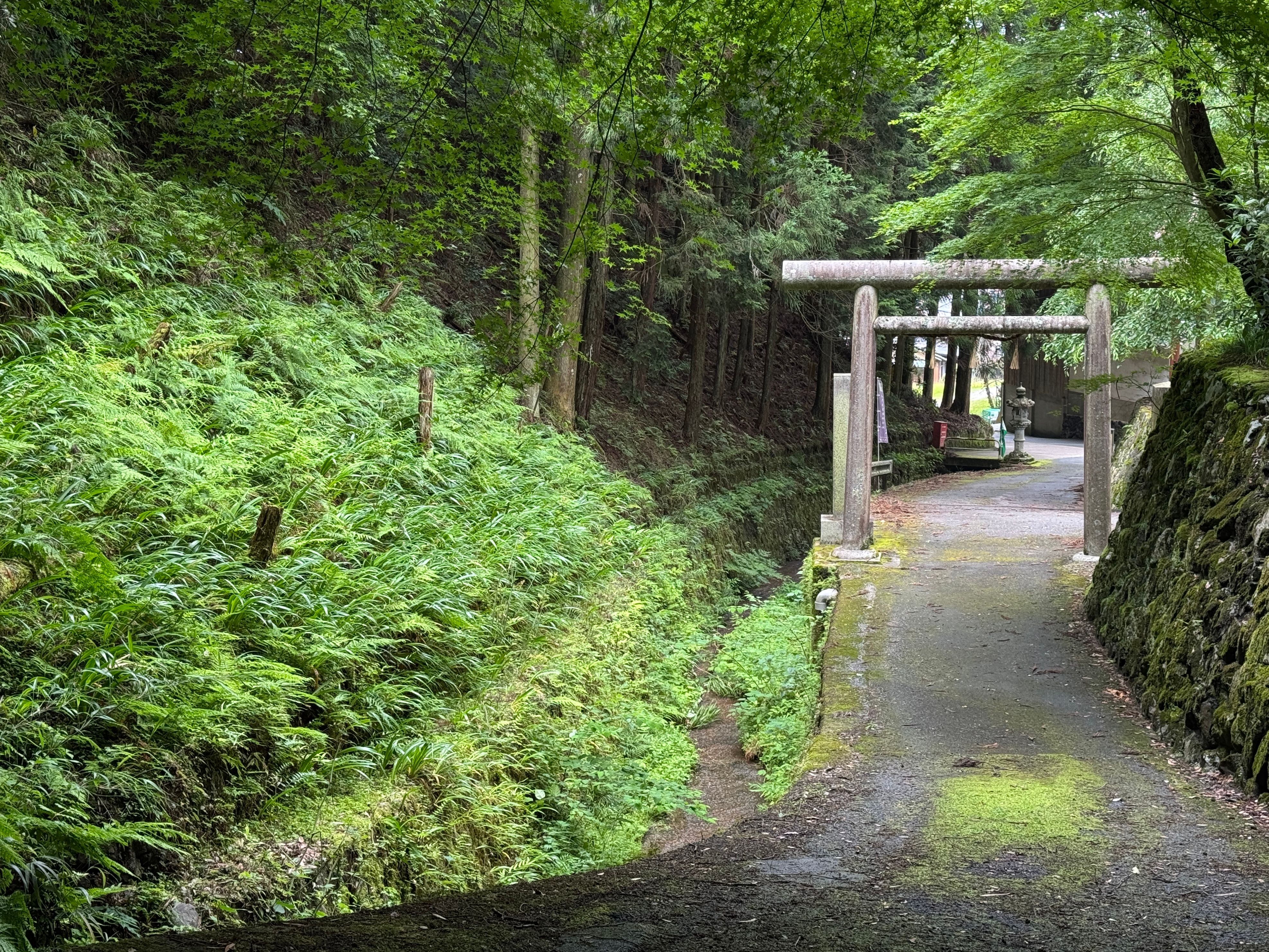 the birthplace of the Aosei Sencha production method,  where history lingers in the stillness