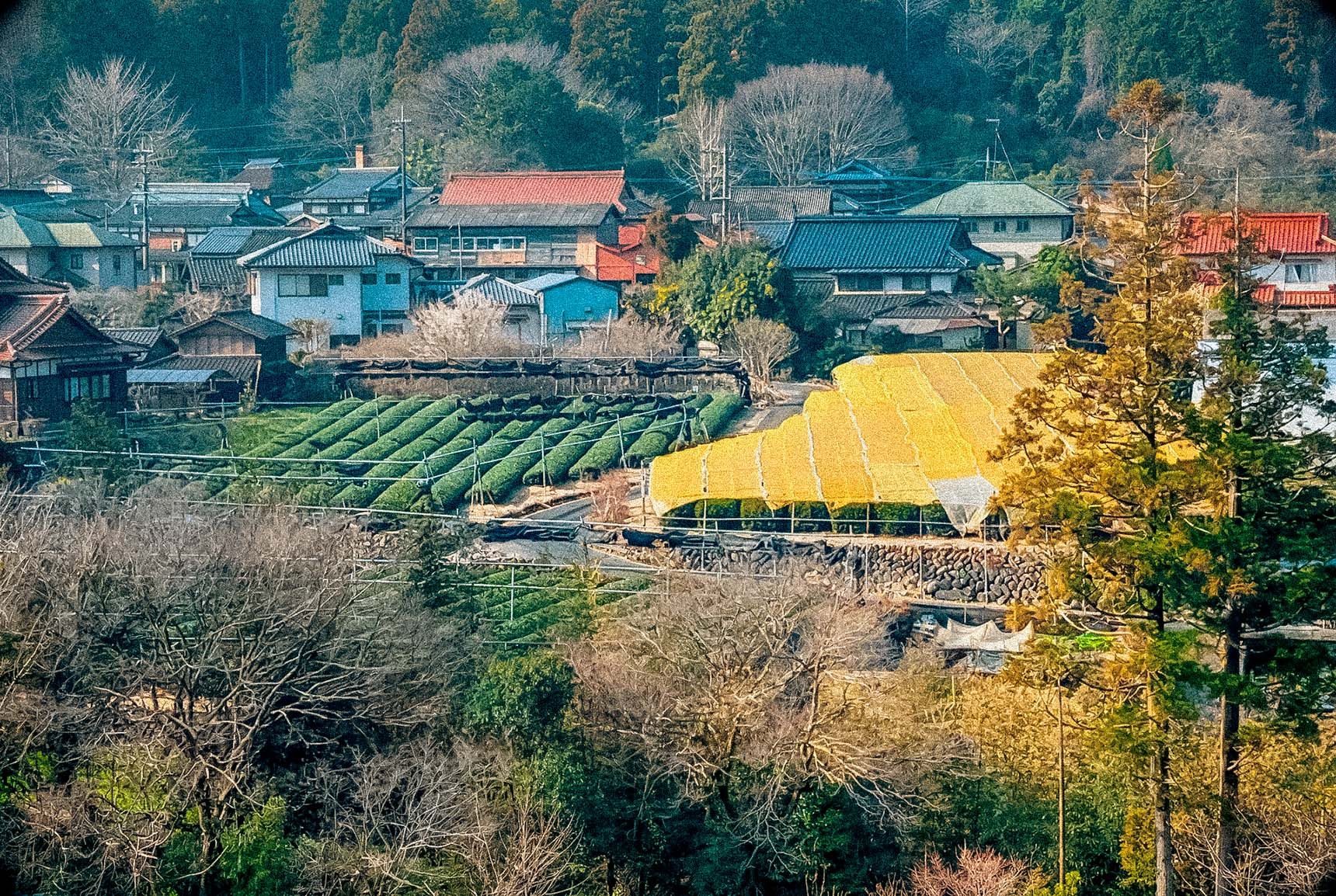 Roots: My Tea Field Memories of Yame