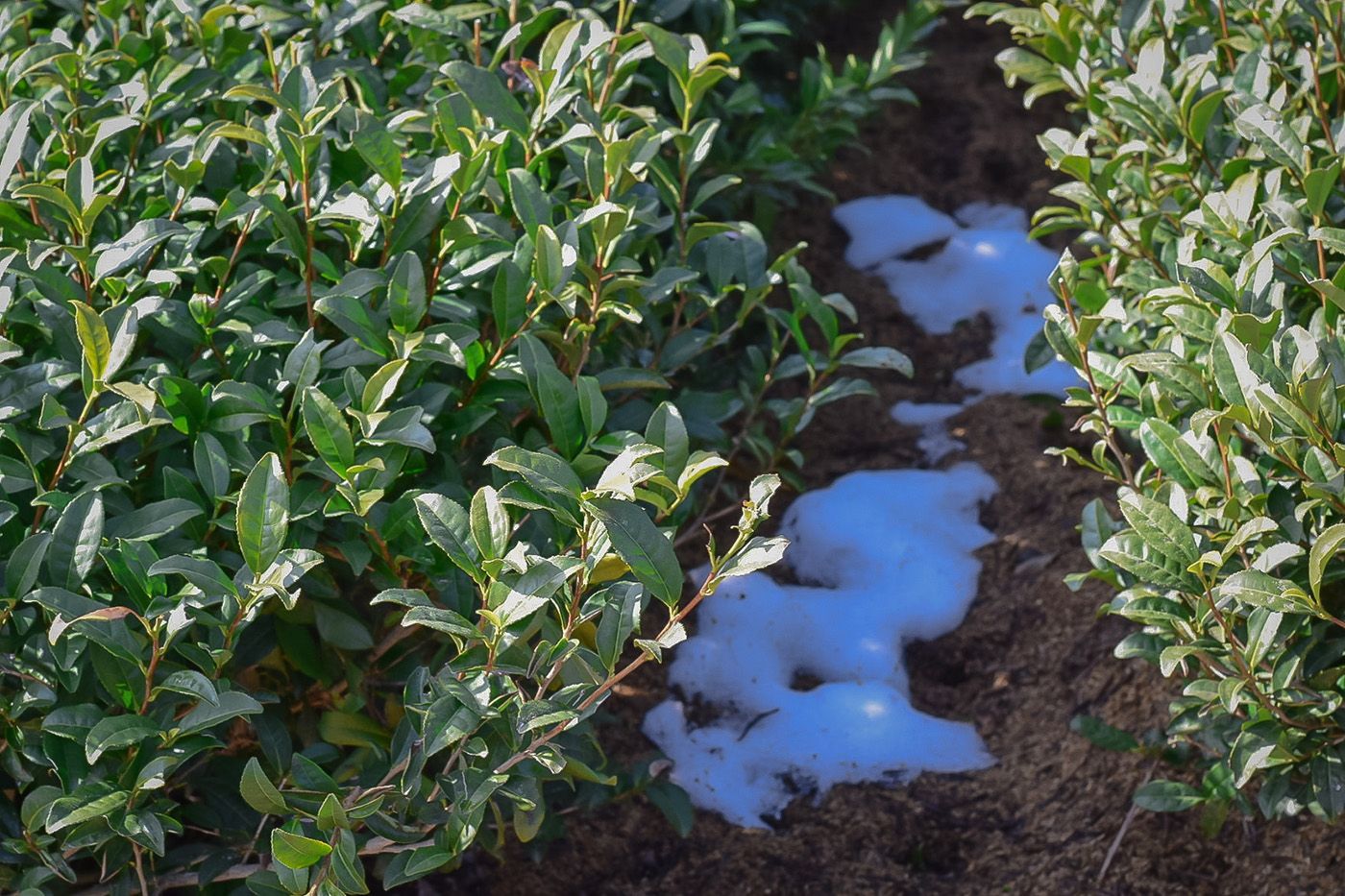 Snow on the ground between green bushes