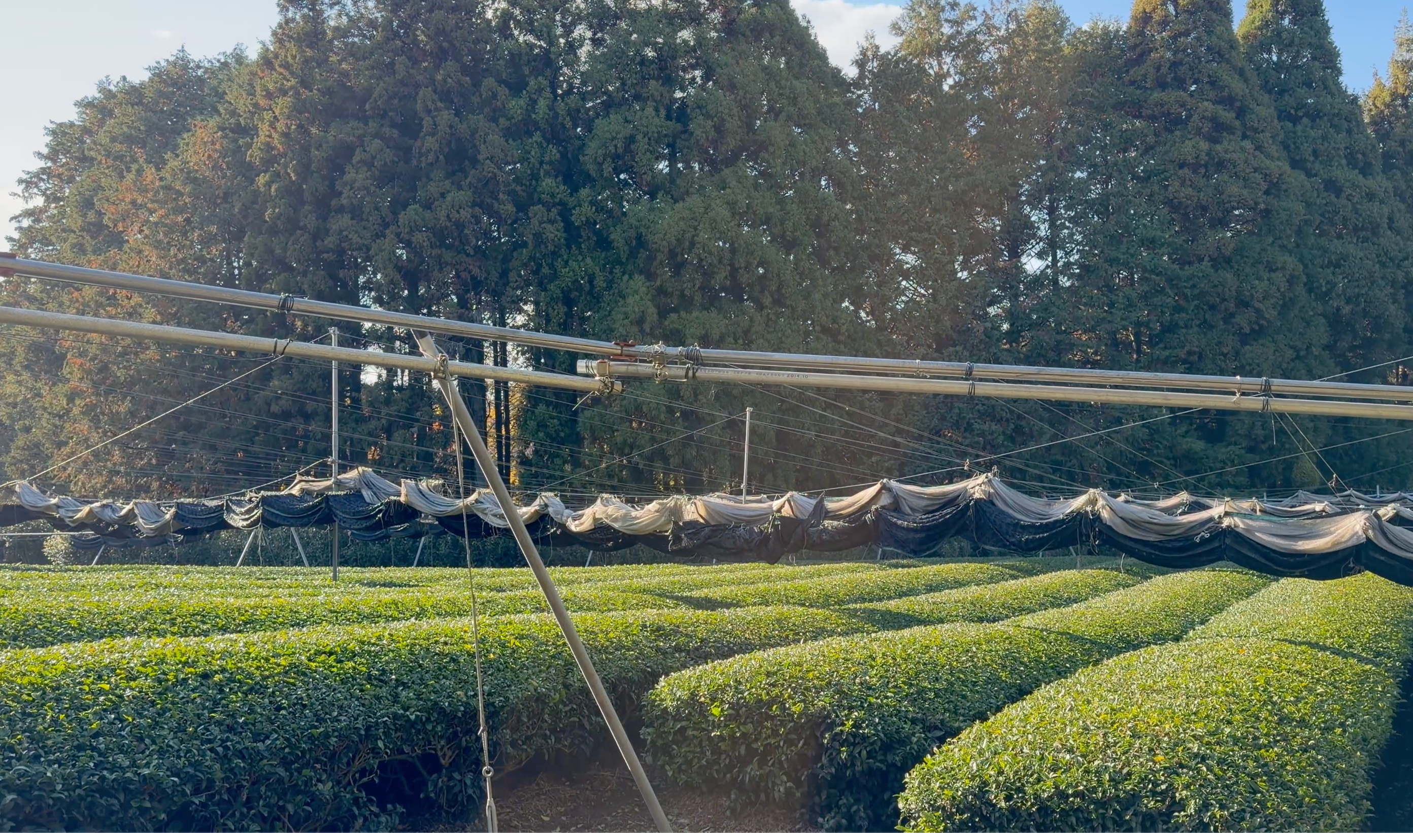 A tana-shade (canopy style shading, with kanreisha in this photo) tea garden of Takeshi-san’s