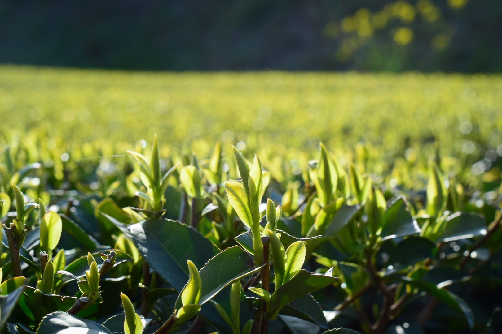 When the Fields Begin to Wake