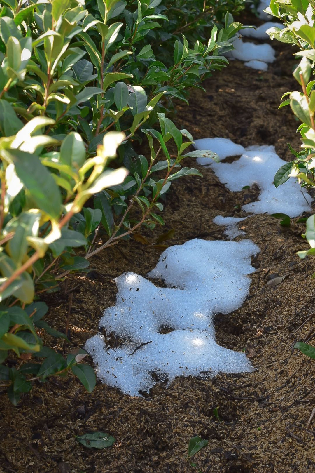 Snow patches on the ground among green plants