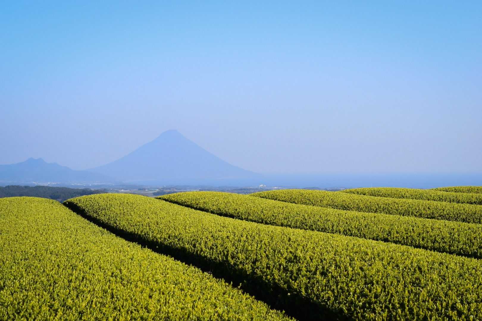 Tea plantation with the iconic Kaimon-dake in the background in Kagoshima, Japan