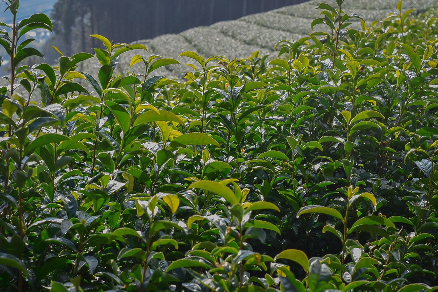 Tea plantation with green tea leaves on a cloudy day
