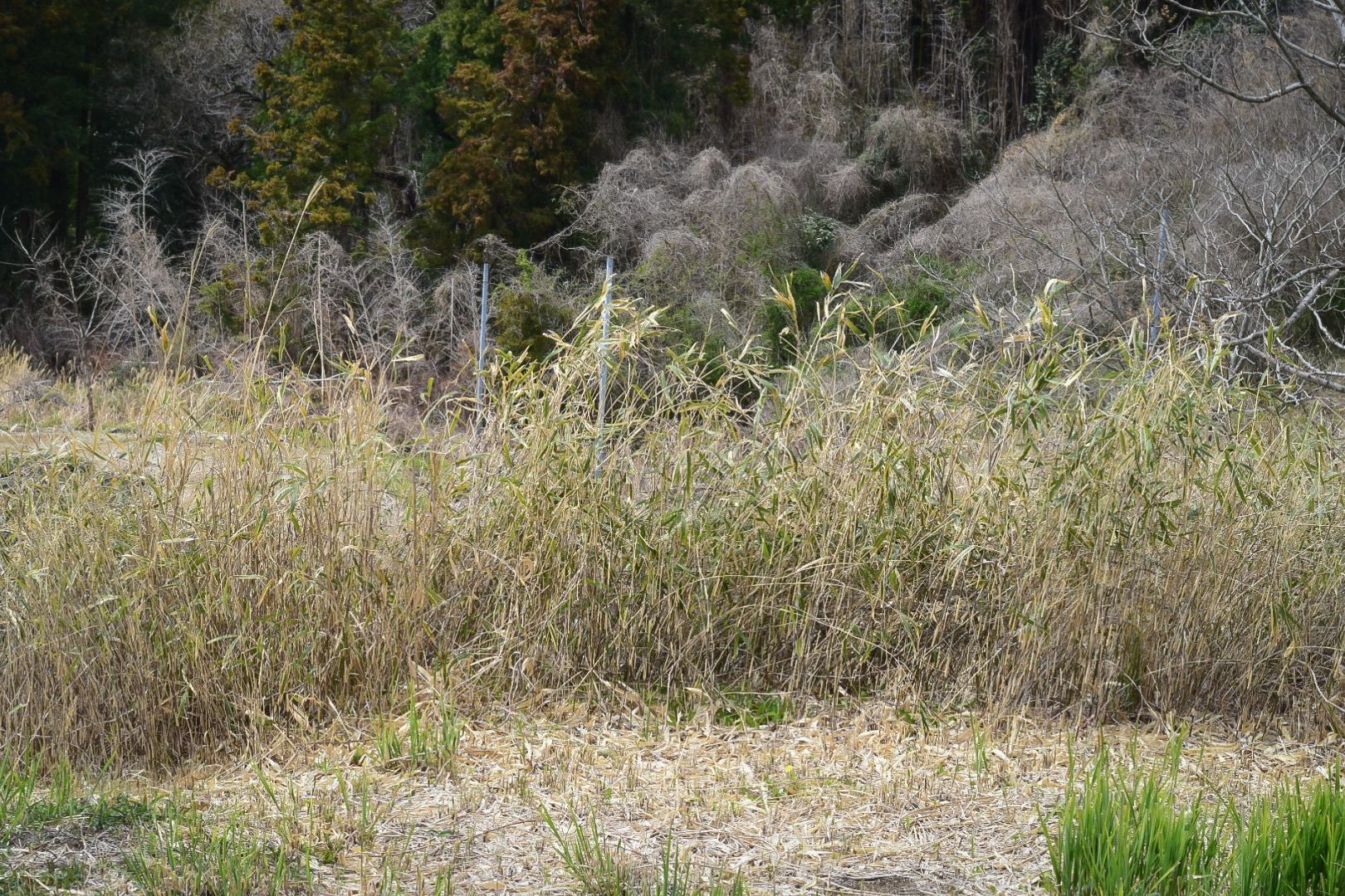 The Japanese pampas grass for the Chagusaba method