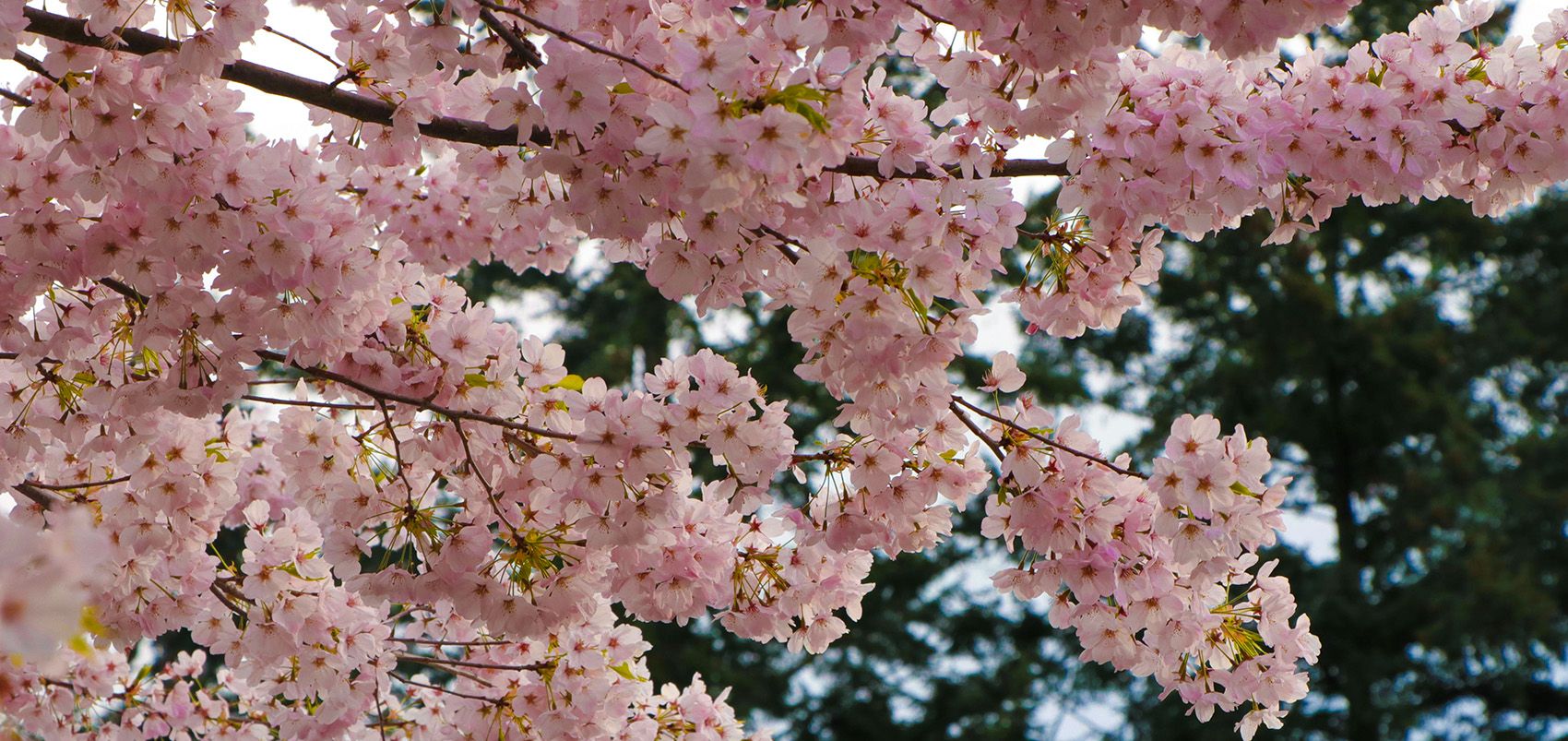 Cherry blossoms at their peak in Joyo, Yame—taken by me back in early April
