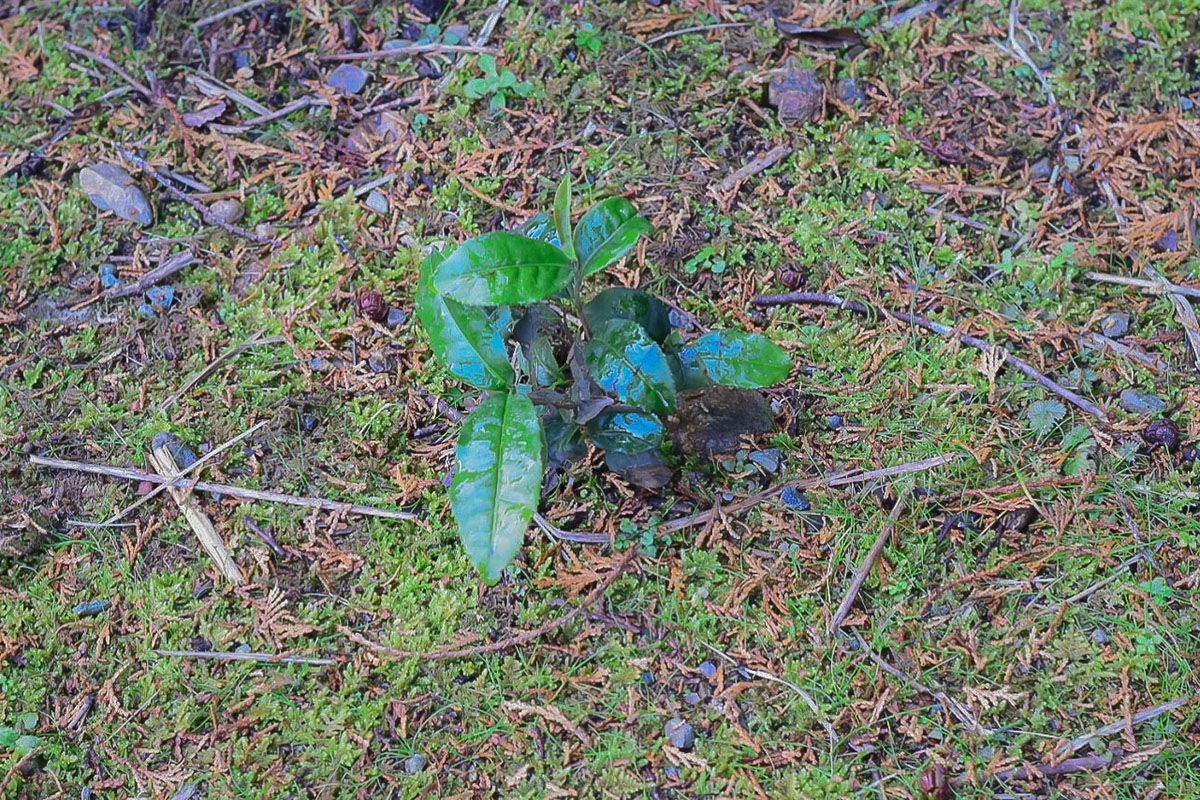 Small green plant on a mossy ground