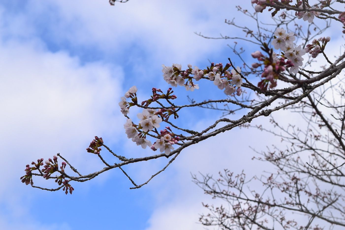  Sakura (cherry blossom) was blooming in Kakegawa