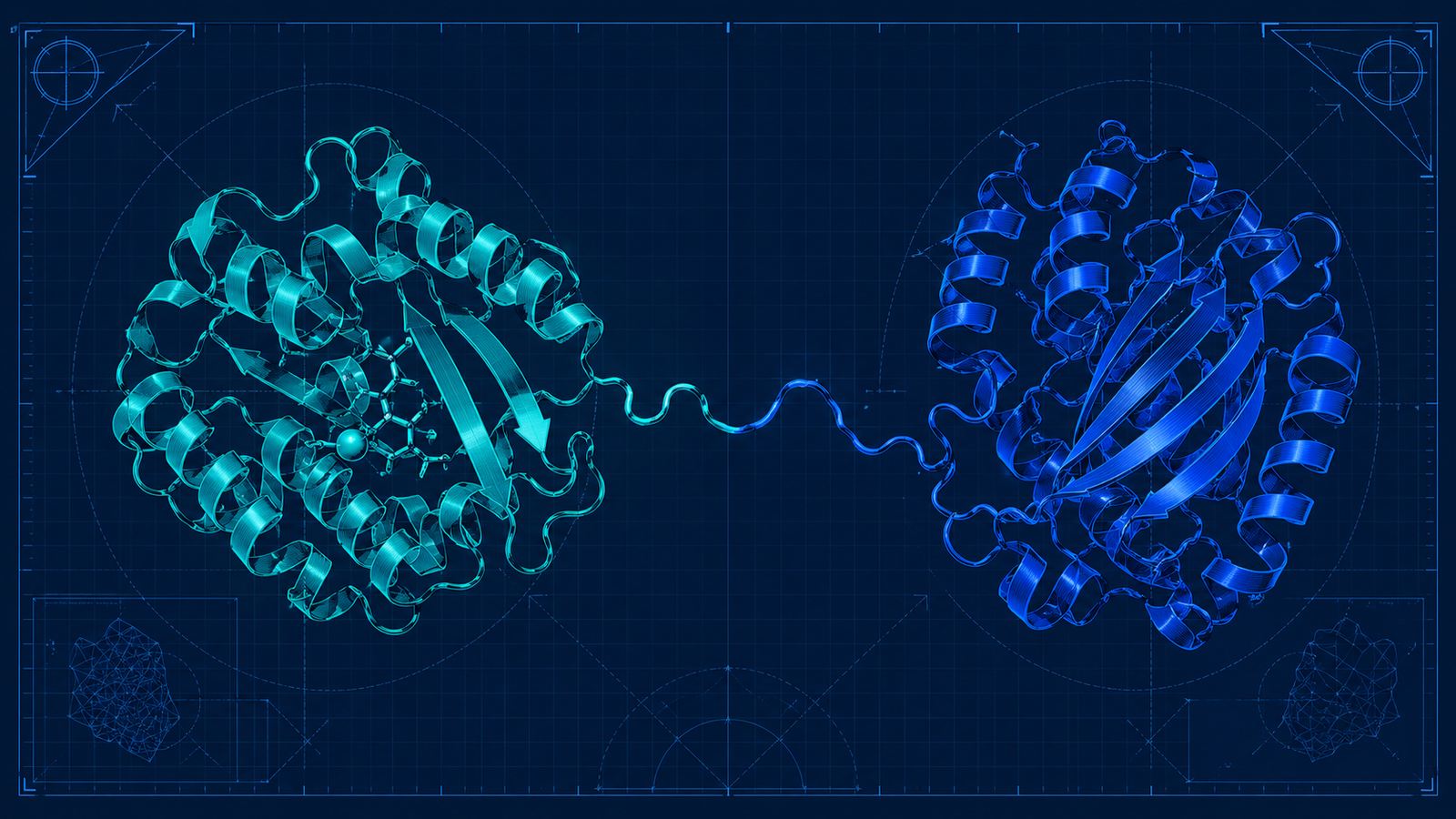 Domain Fusion Strategies for Engineering More Robust Enzymes