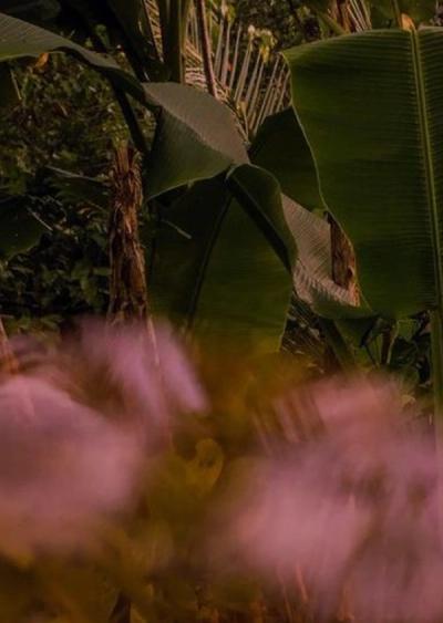 Tropical Architecture