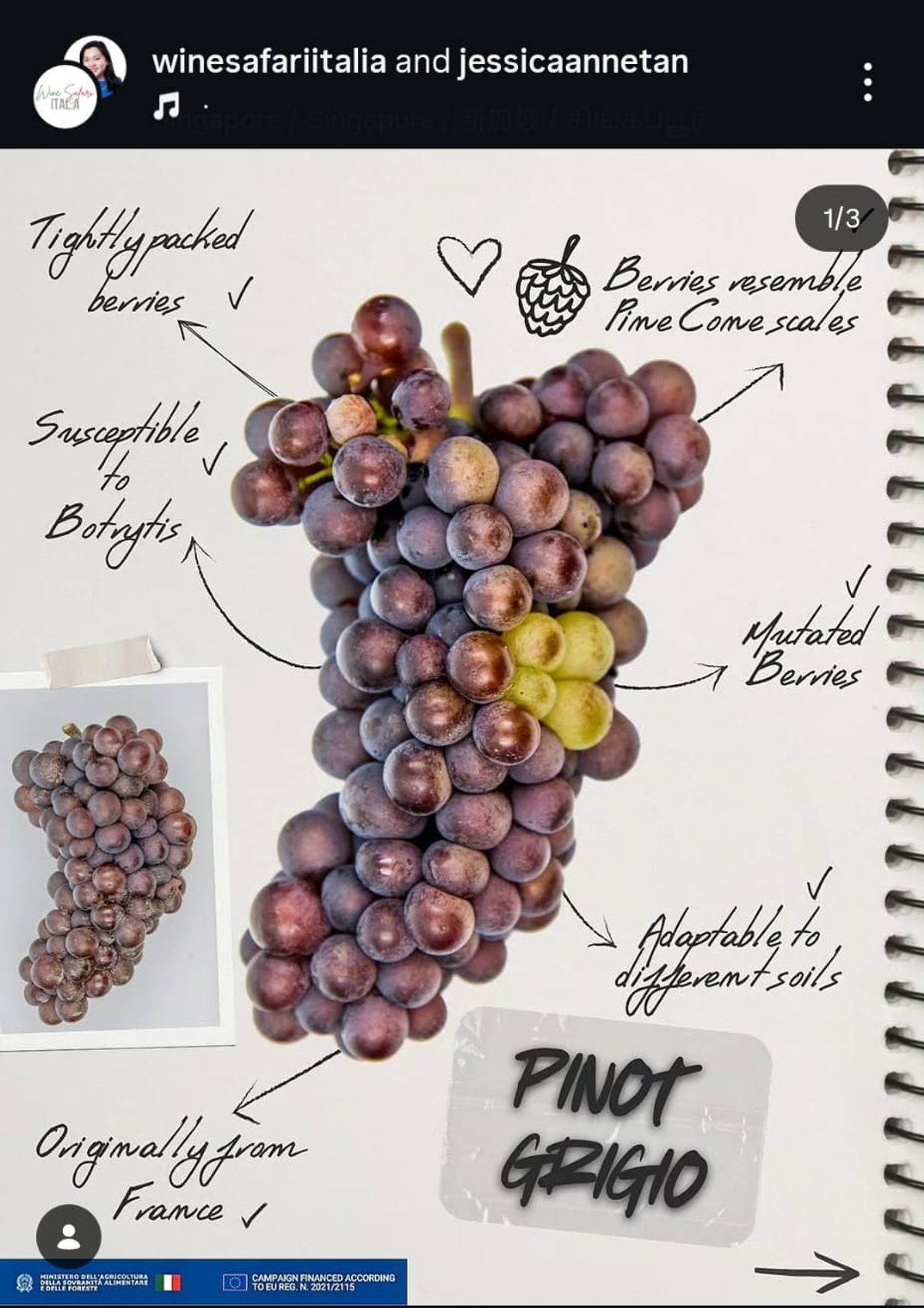 Pinot Grigio Delle Venezie DOC Social Media Campaign Image 1