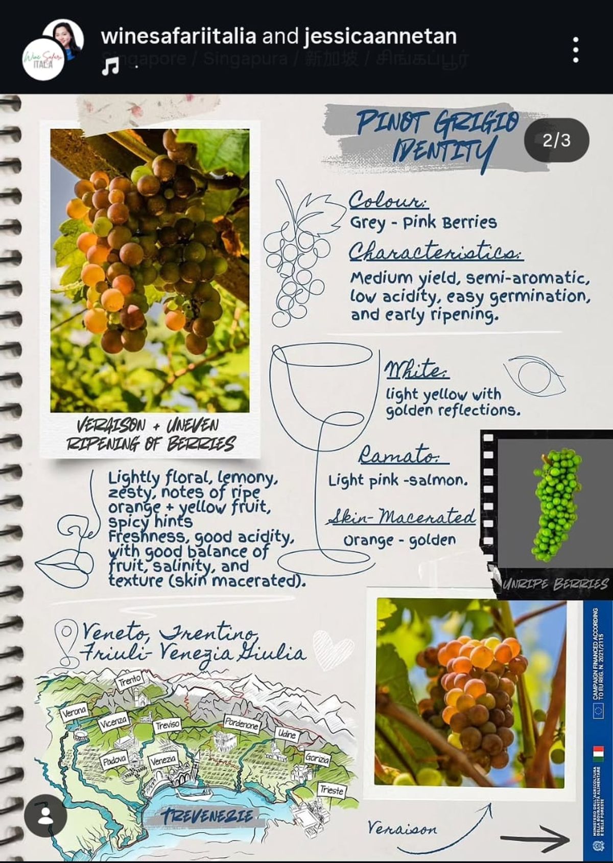 Pinot Grigio Delle Venezie DOC Social Media Campaign Image 2