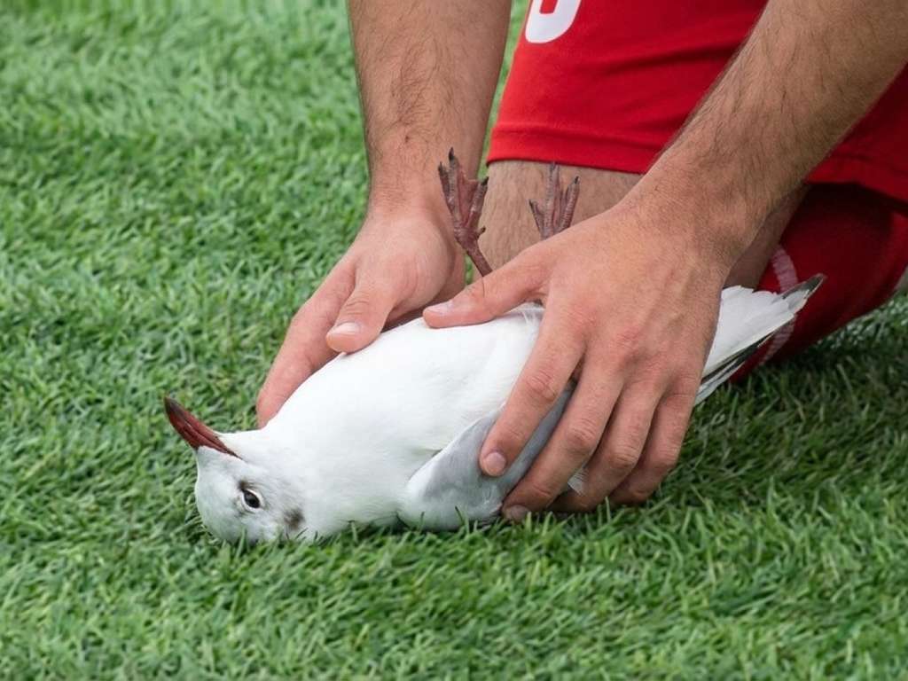 povero gabbiano da Ultimouomo.com povero gabbiano