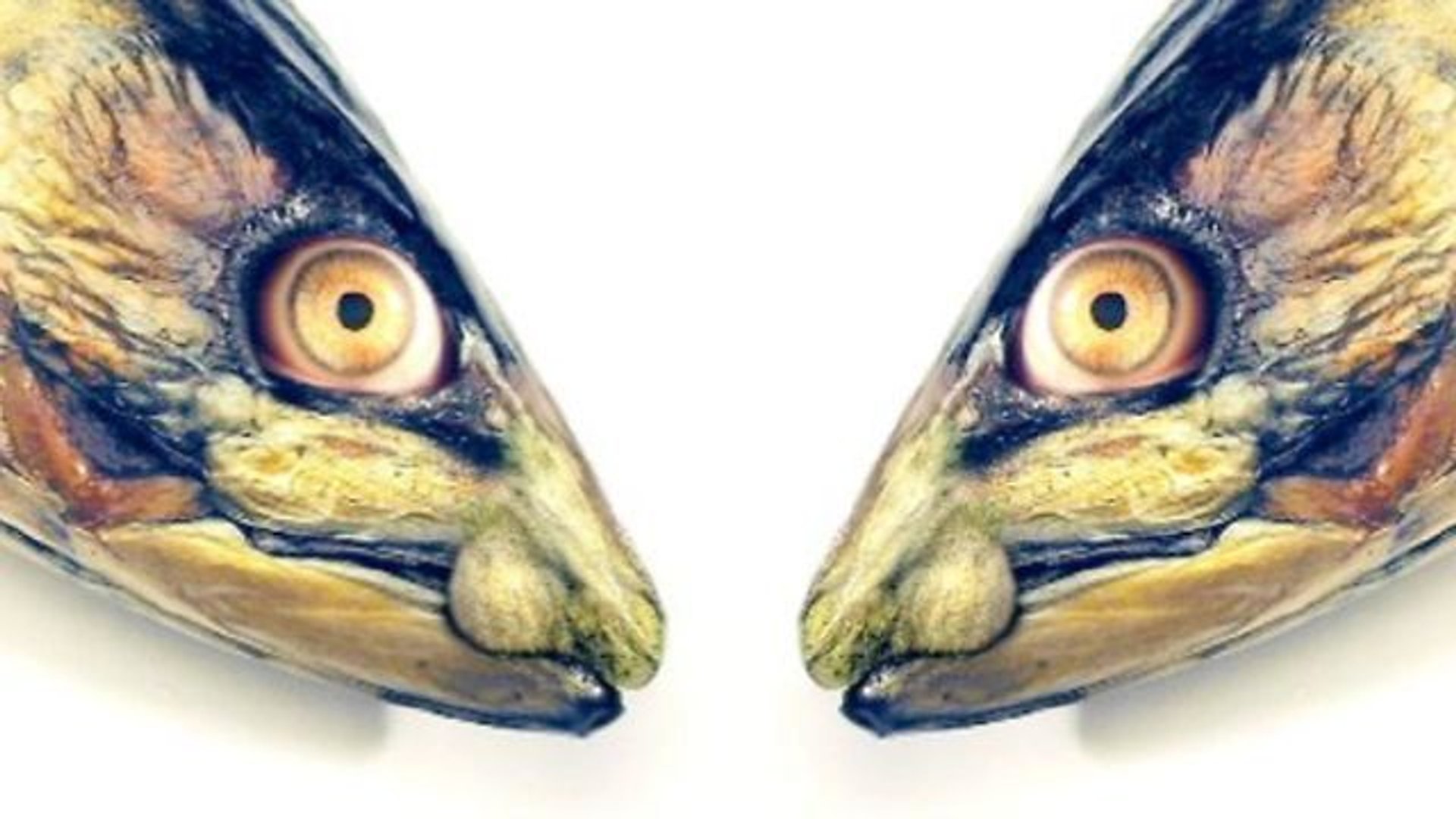 FISHGUYS Series