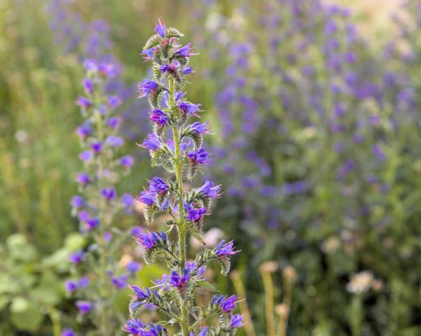 Slangenkruid paarse bloemen
