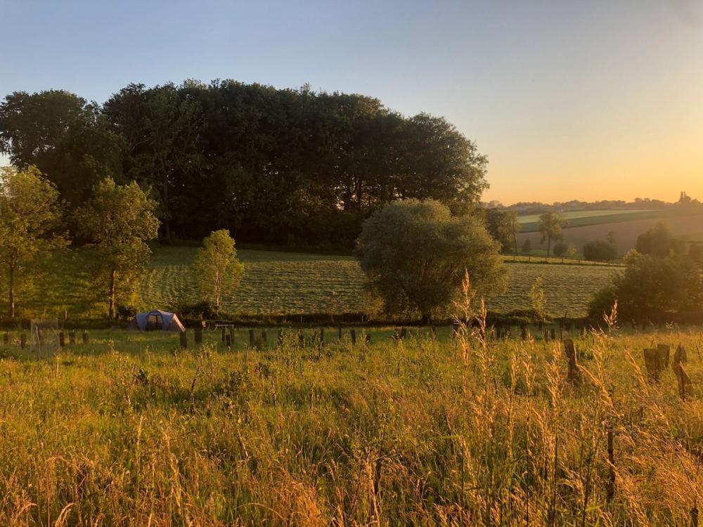 Een weide in de avondzon