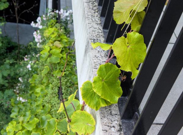 Klimplanten op balustrade