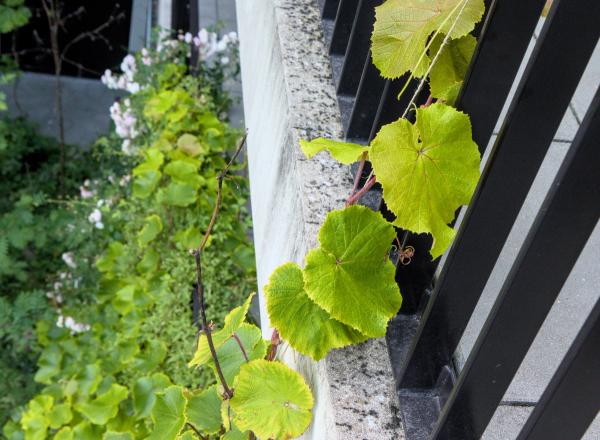 Klimplanten op balustrade