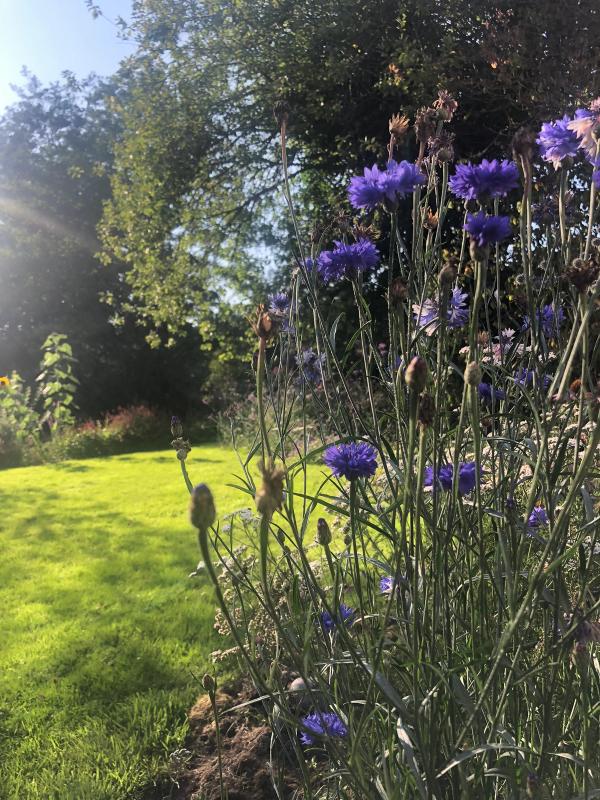 tuin met korenbloemen