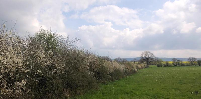 Tuinen: de potentiële parels van ons landschap