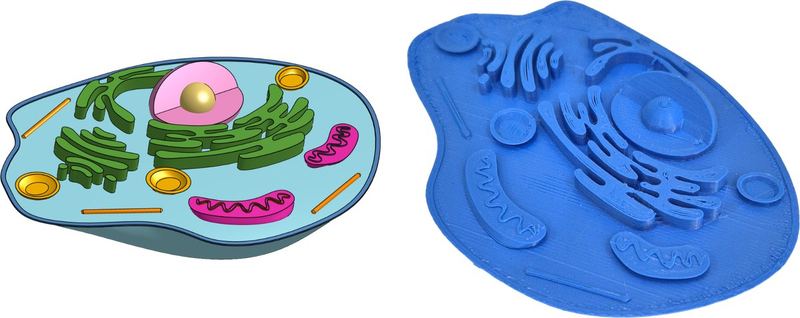 Cell Models, Project 1