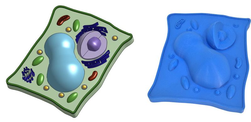 Cell Models, Project 1