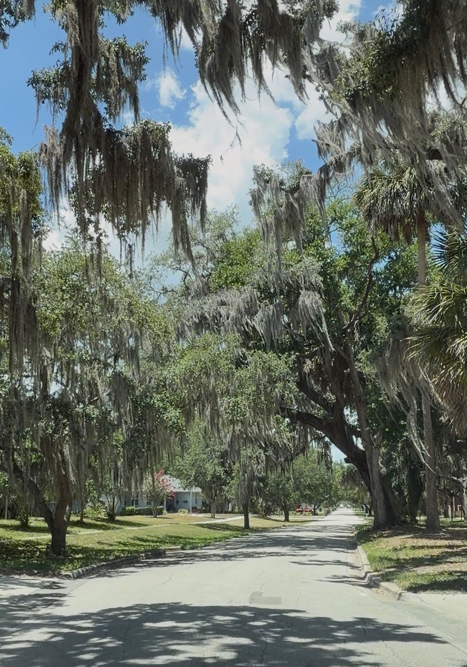 A residential street in Oakland, Florida, shaded by mature oak trees draped in Spanish moss.