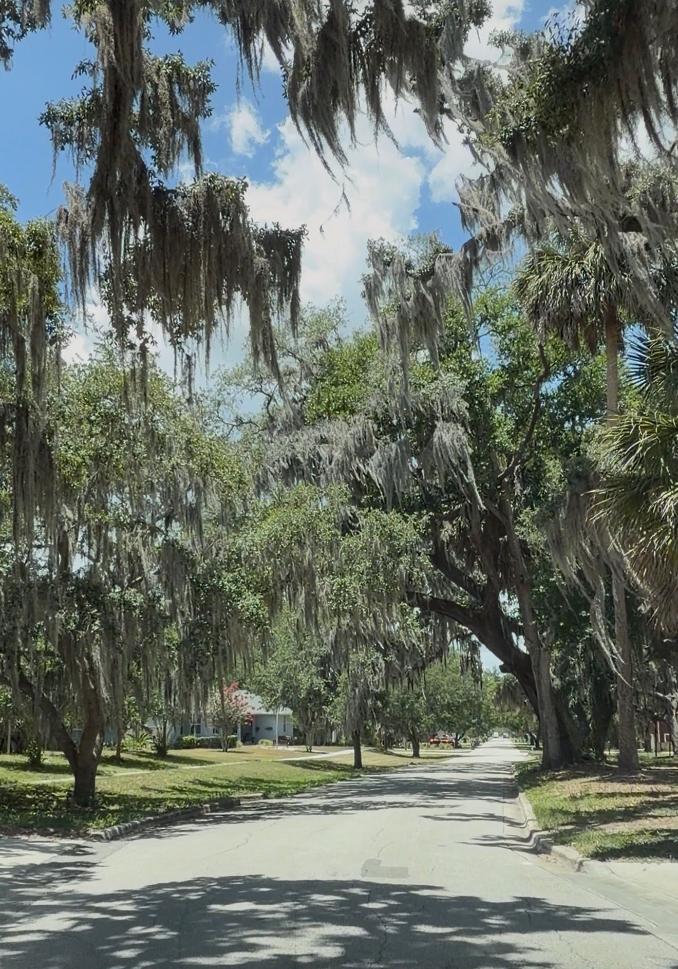 A residential street in Oakland, Florida, shaded by mature oak trees draped in Spanish moss.