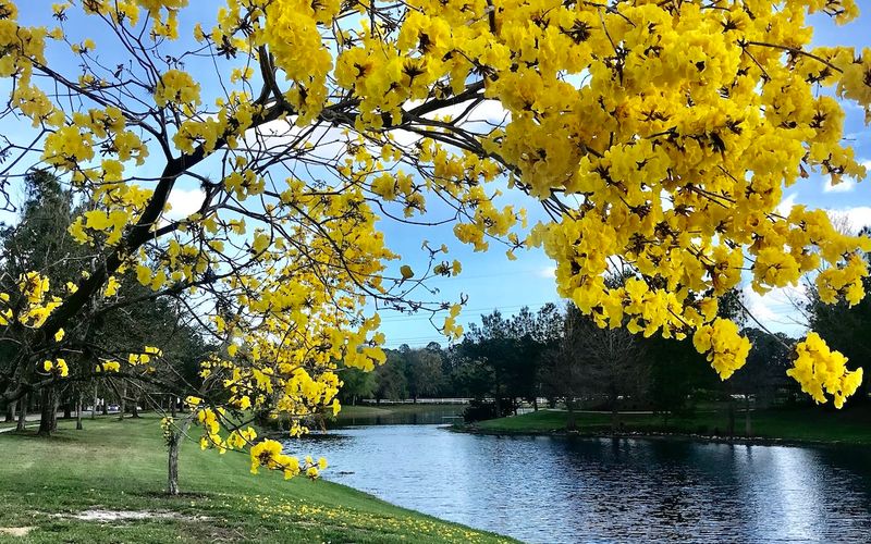 How to Find the Market Value of Vacant Land in Florida: Your Quick Guide