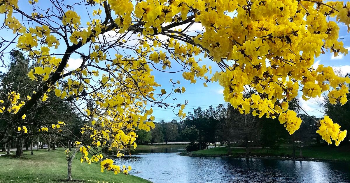 How to Find the Market Value of Vacant Land in Florida: Your Quick Guide