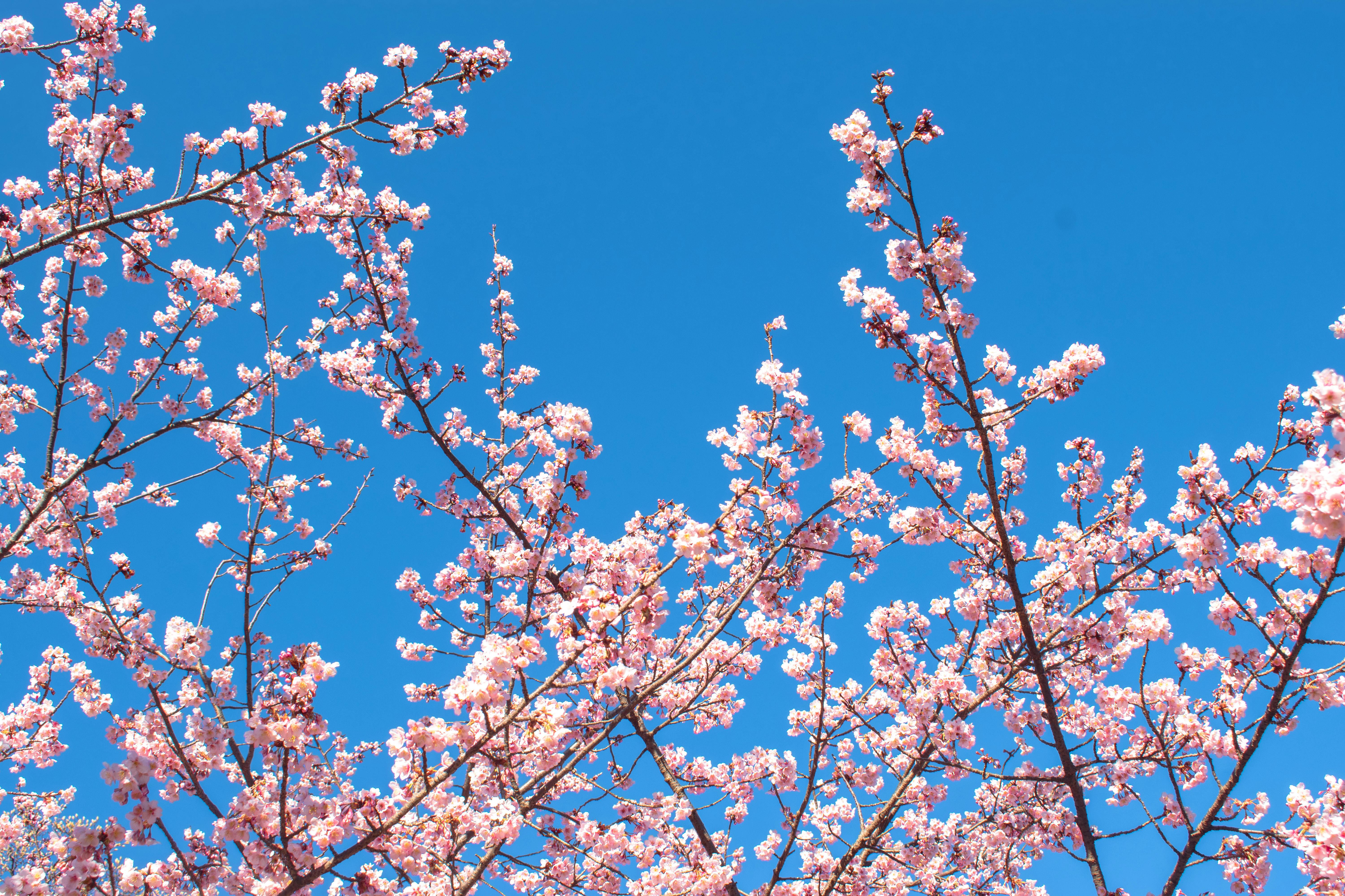 Cherry blossoms in full bloom during cherry blossom season with clear blue sky, symbolizing spring crowds and outdoor events