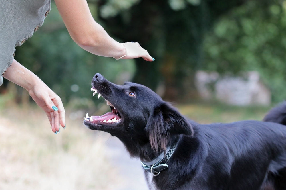 Image Dog Bite Incidents in NJ Owner Liability and Legal Consequences