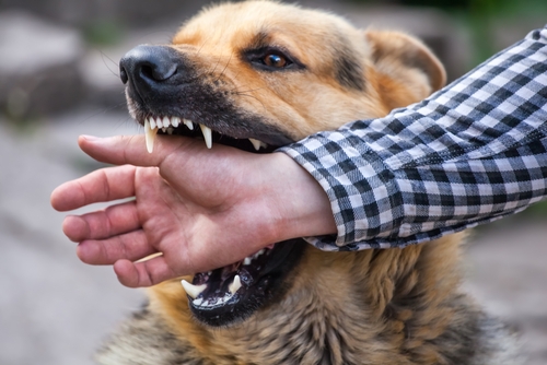 Image How To File A Claim For a Dog Bite In New Jersey