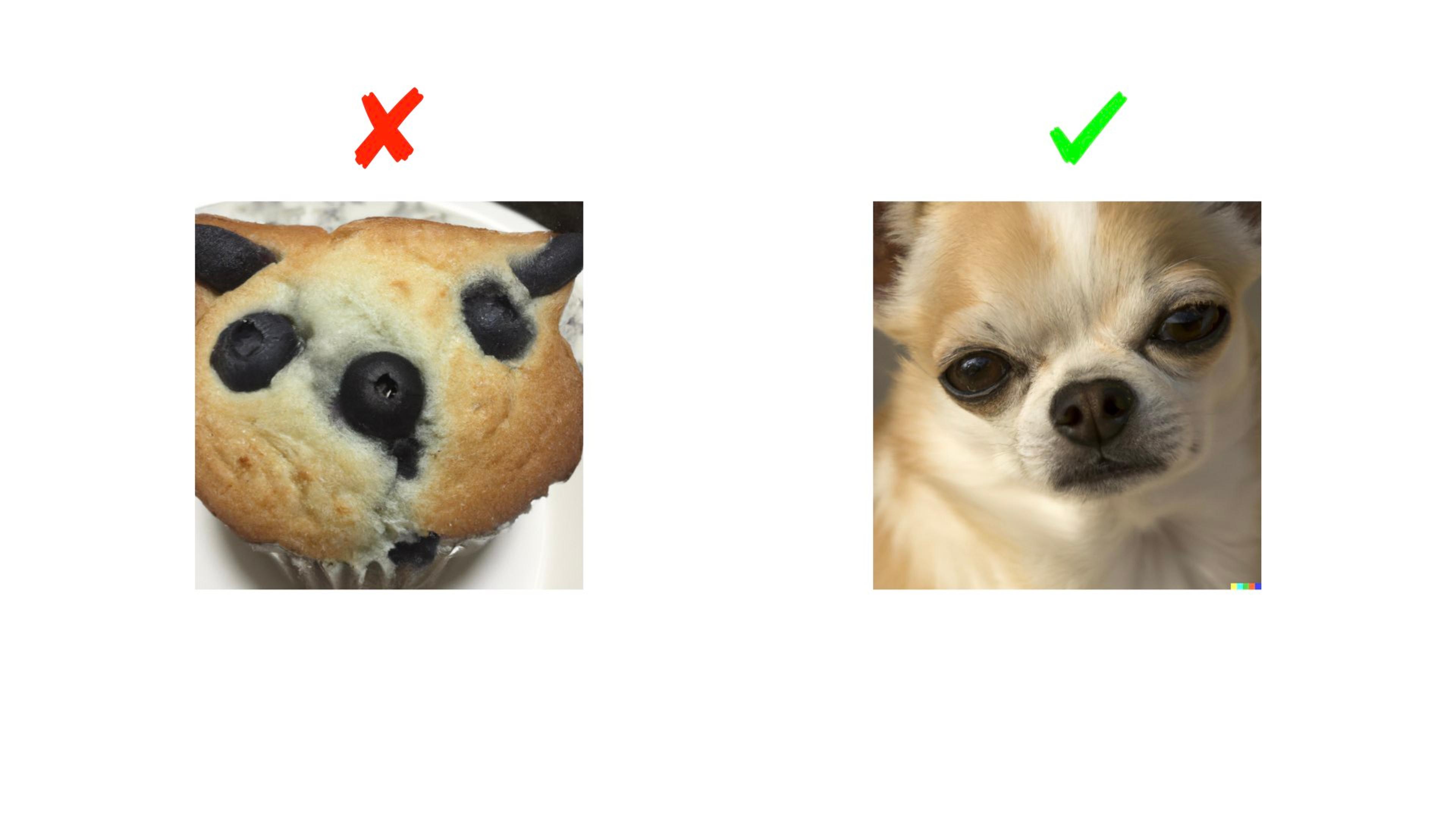 Blueberry muffin or Chihuahua