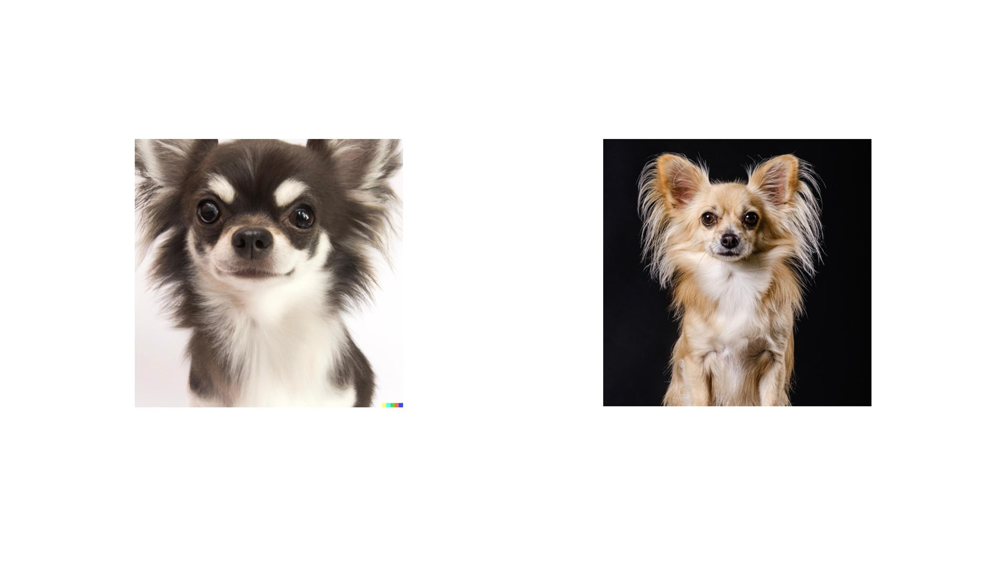 AI Chihuahua versus real Chihuahua