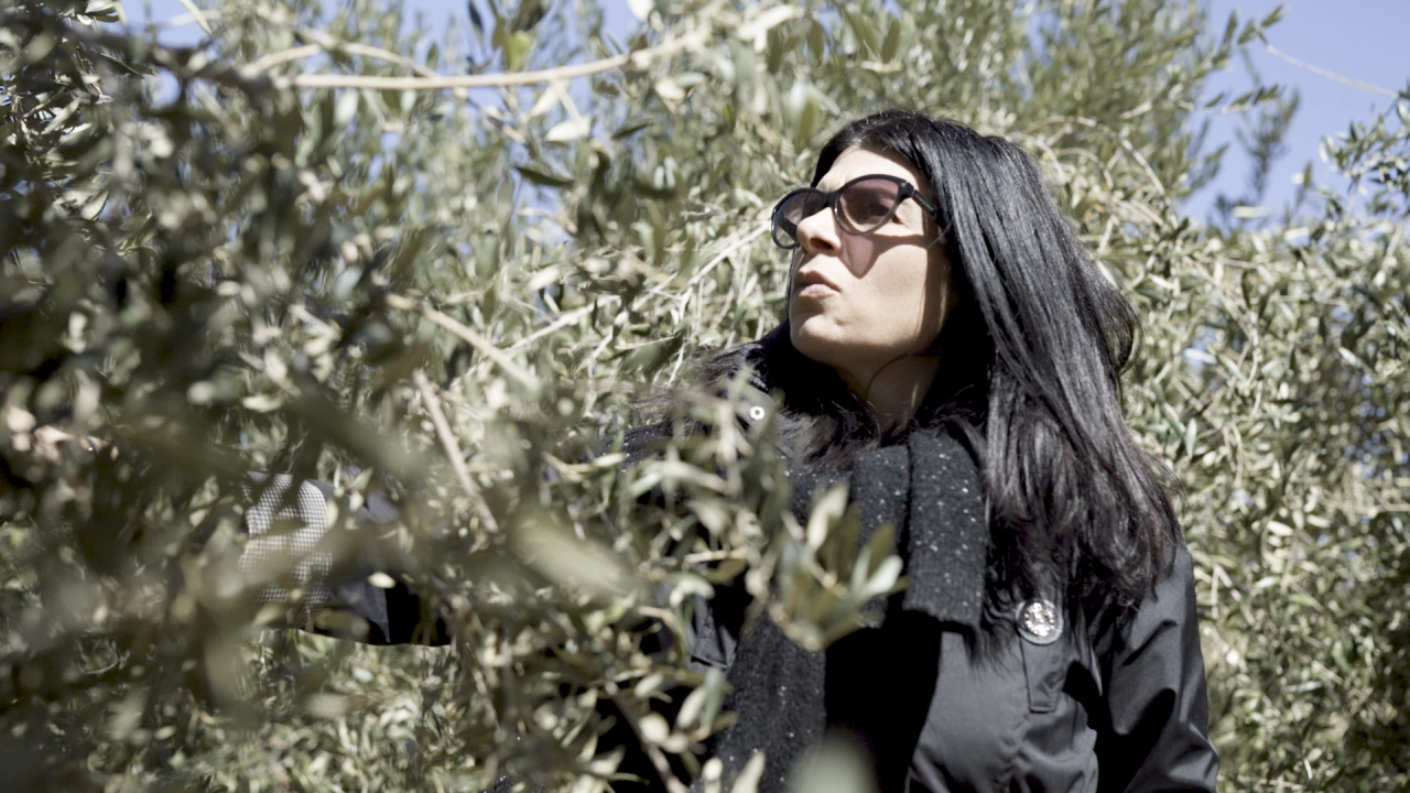 Amelia Bilbeisi looking over an olive tree