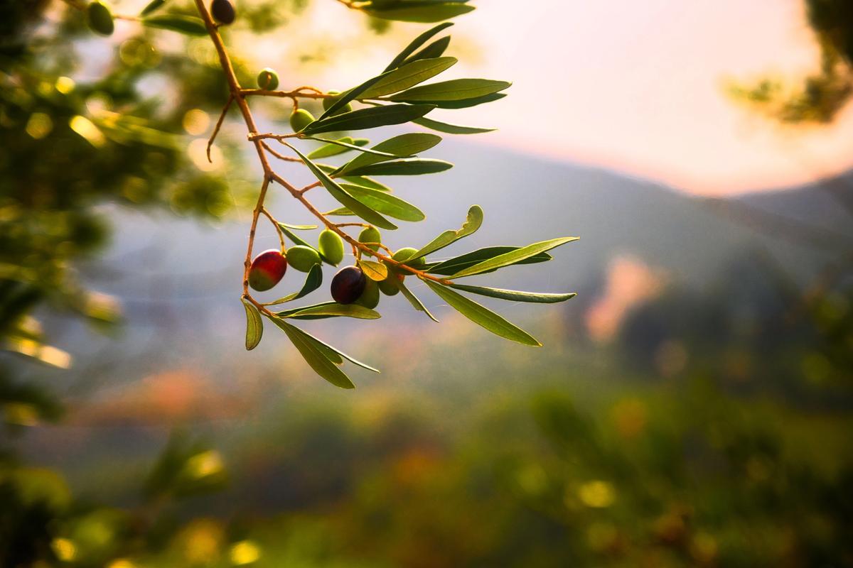 Cover Image for Is early harvest olive oil good for you?