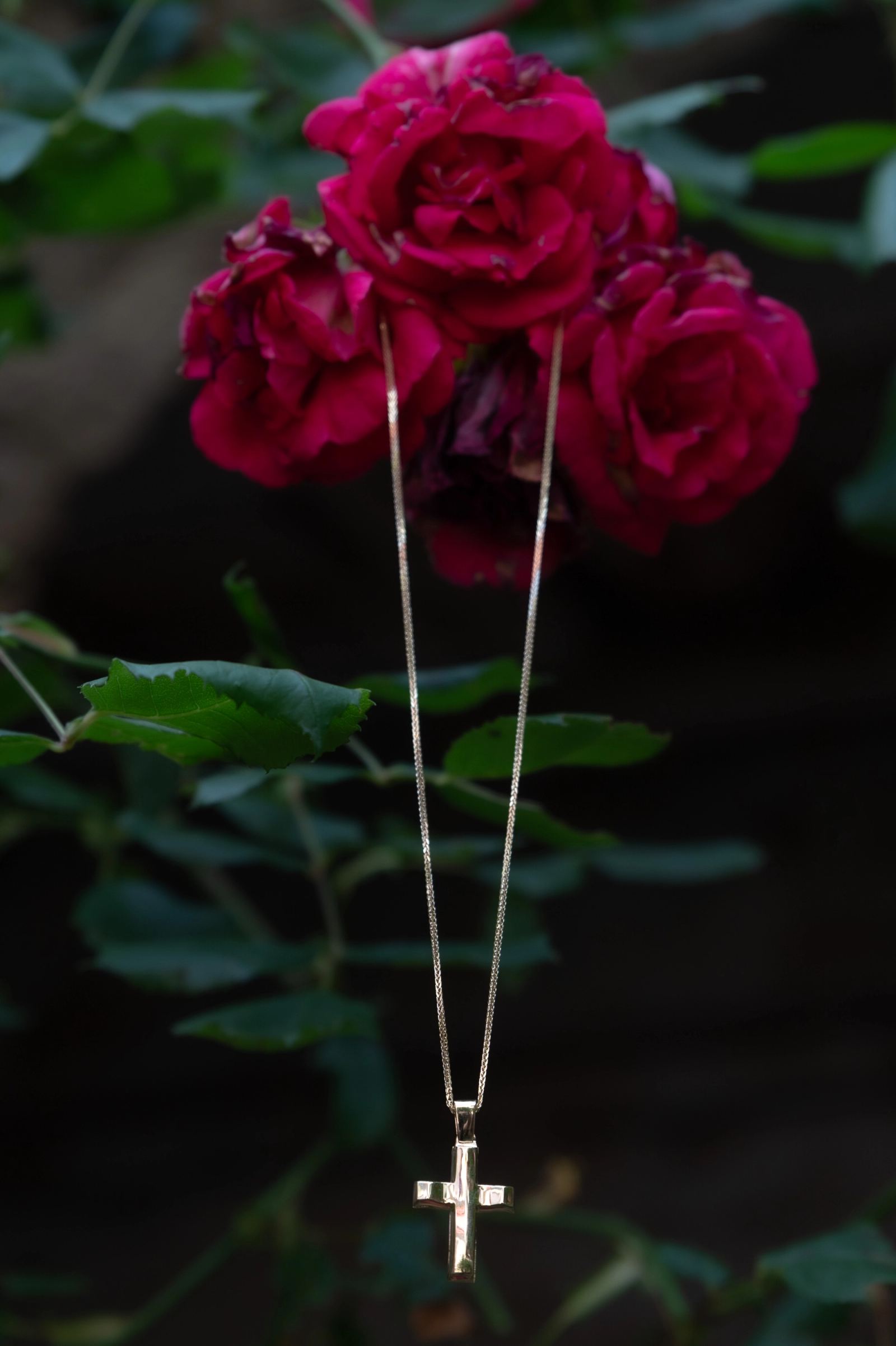 A gold cross on a chain hangs from red roses.