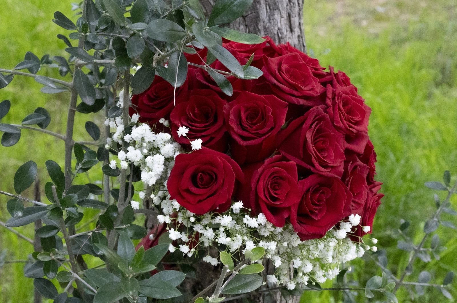 A bridal bouquet of red roses and baby's breath among olive branches