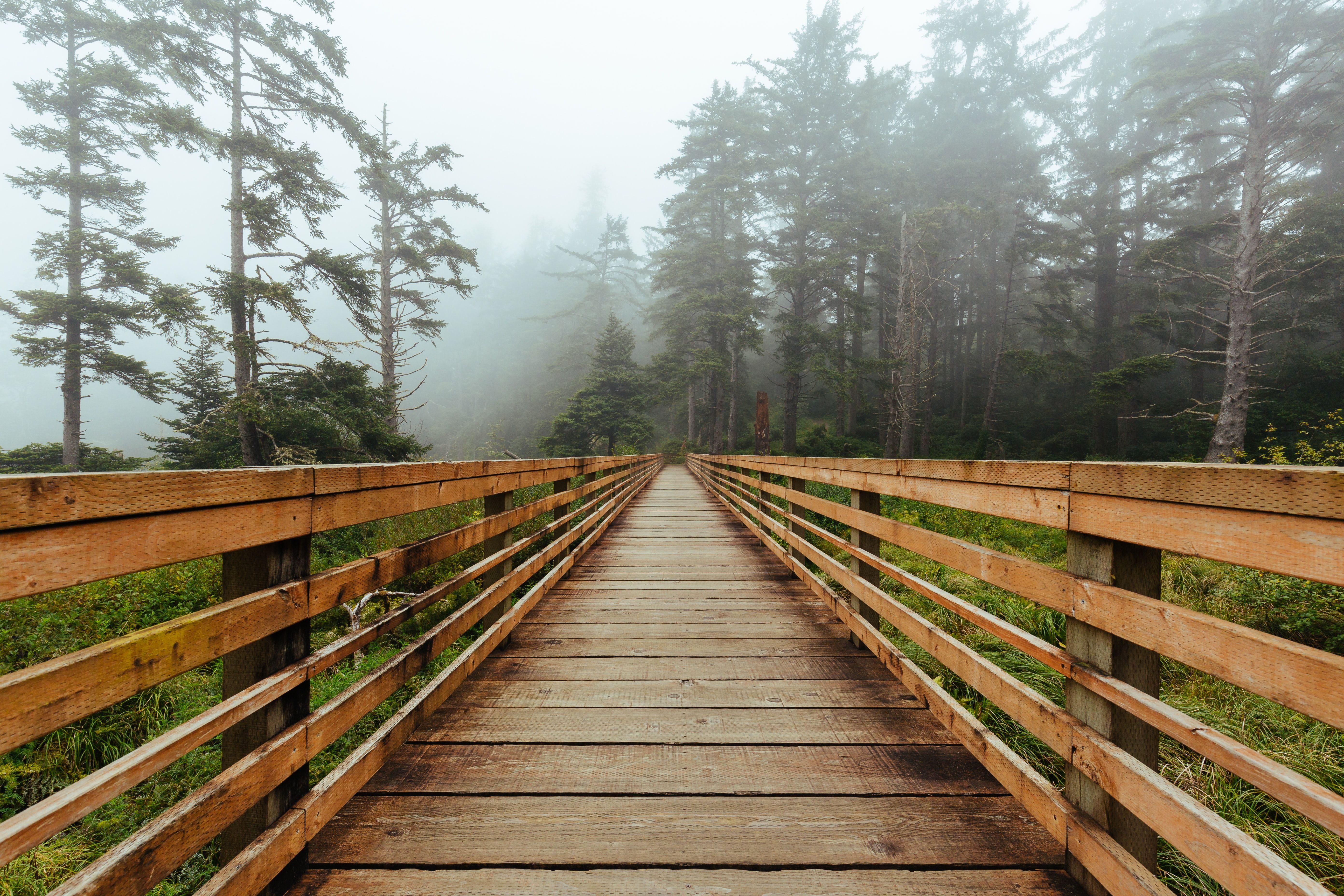 A wooden boardwalk leading into a misty Pacific Northwest forest.